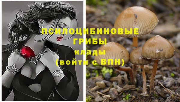 PSILOCYBIN Новодвинск